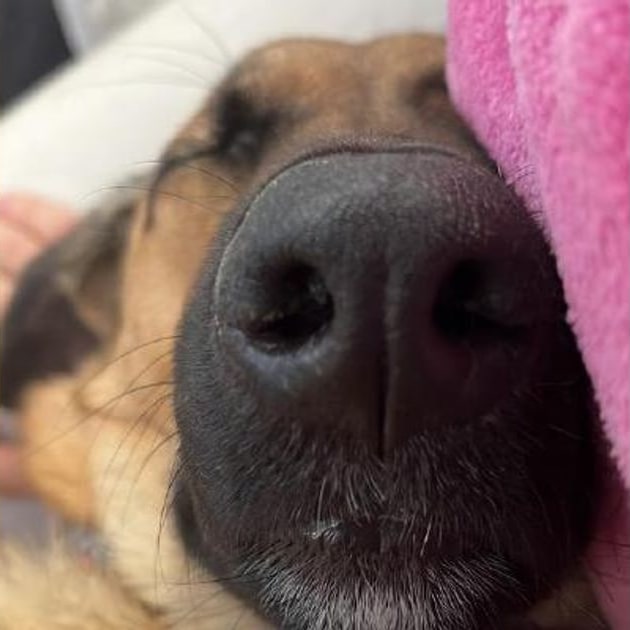Bonny, a tan and black dog, asleep nose-first against a pink blanket