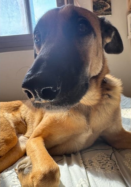 Bonny, a tan and black dog, resting her head on her paws